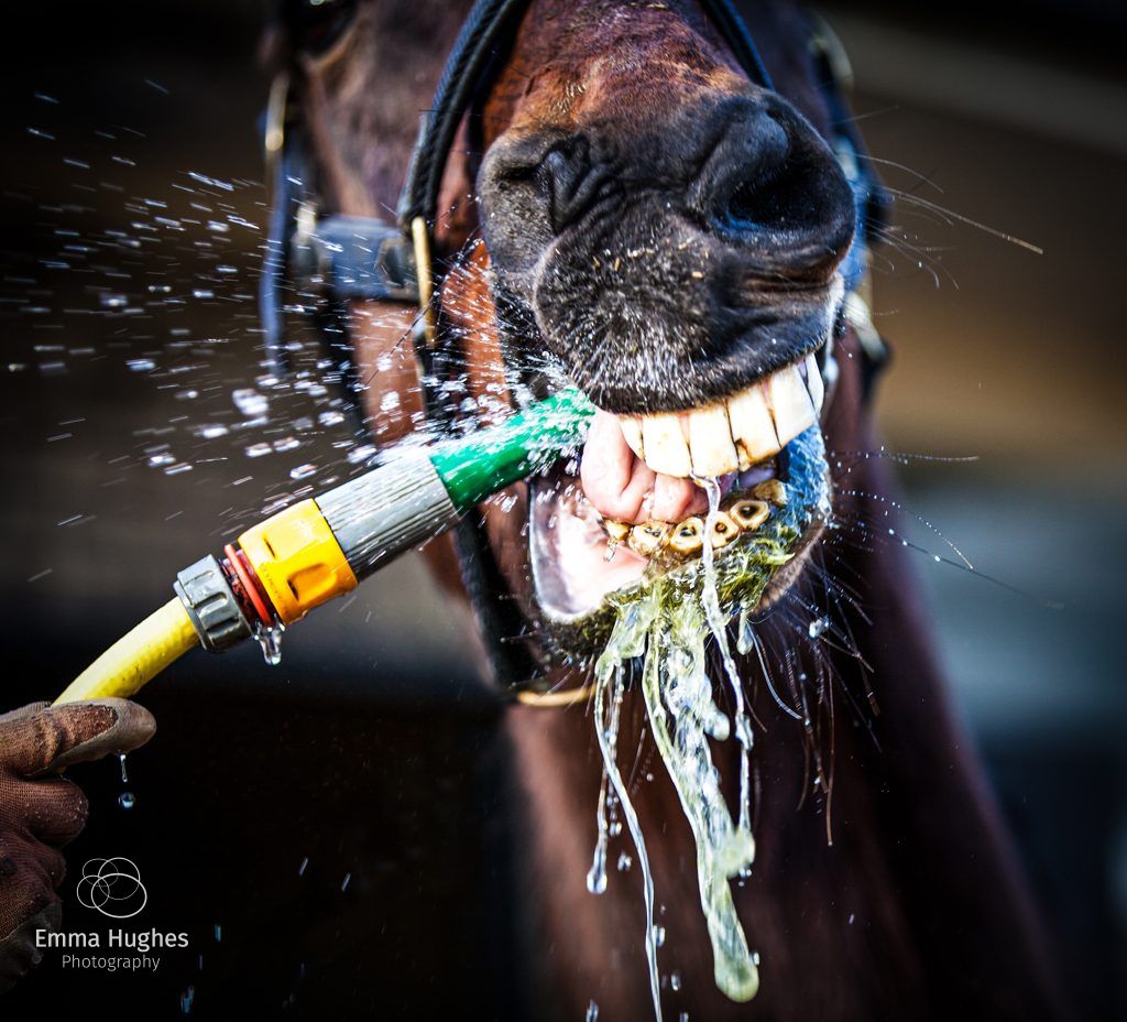 washing your horse before your photoshoot