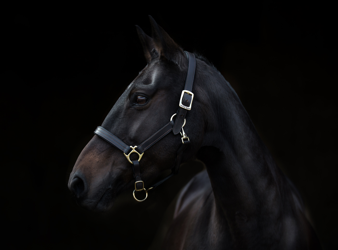 Black Friday Deal- Black horse