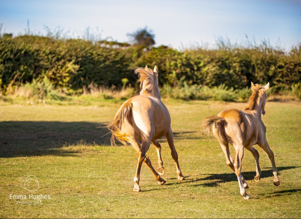 Mare and foal in the New Forest