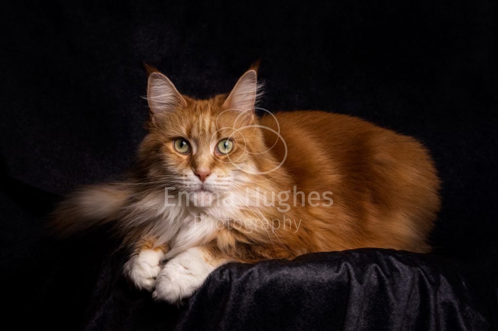 ginger Maine Coon cat