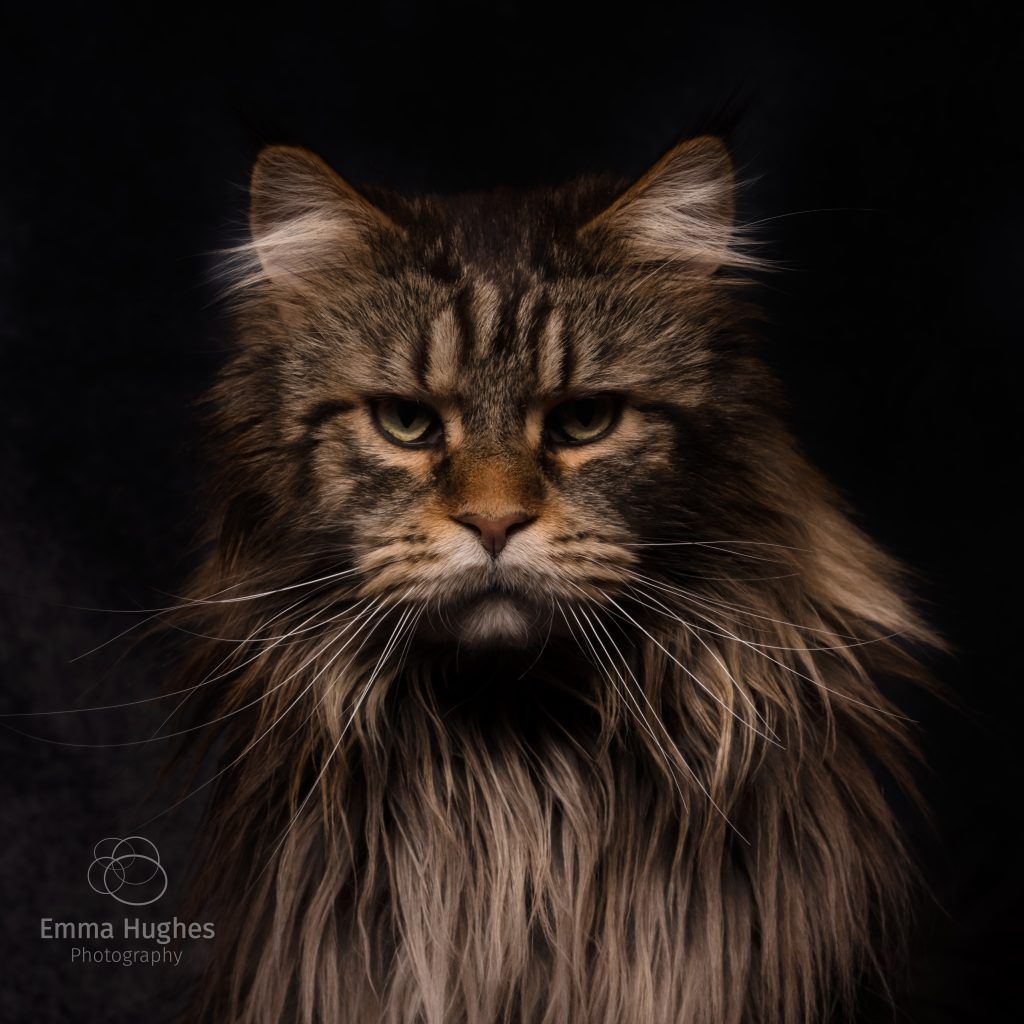 Maine Coon cat