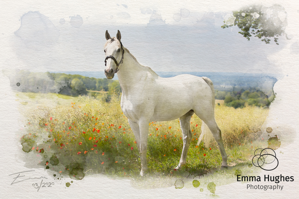 watercolour effect on white horse
